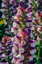 Acanthus hungaricus flowering Hungarian BearÃ¢â¬â¢s-breeches.